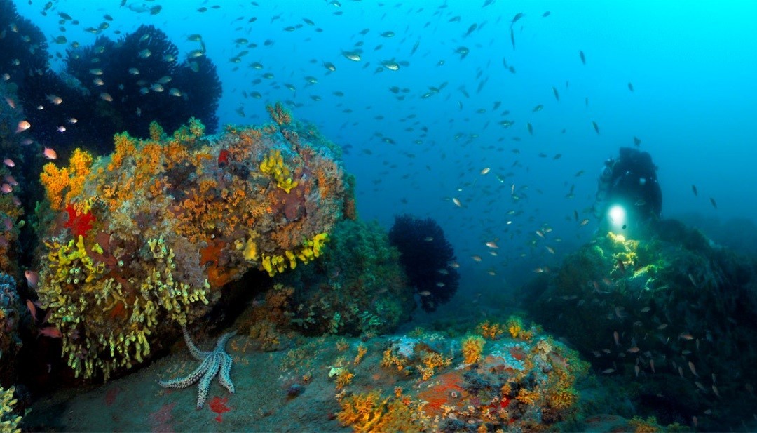 Porquerolles : une destination idéale pour les amateurs de plongée